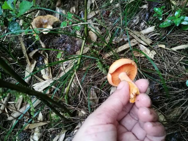 松树菇的功效与作用，松树菇的功效与作用是什么（江西丘陵山区的清明菇）