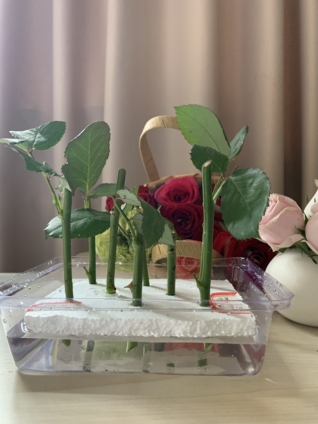 扦插的原理和特点有哪些，扦插的基本原理（教你两招扦插方法）