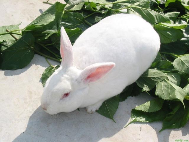 世界上的兔子品种超过150种,不同品种的兔子有不同的外观特色