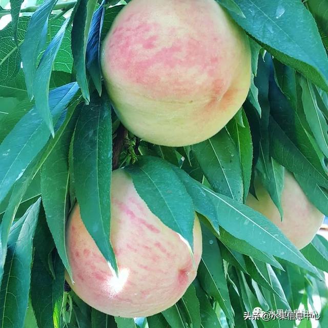 水蜜桃成熟什么时候，水蜜桃成熟季节是什么时候（中国常见水蜜桃产地品种及上市时间）