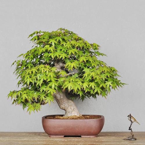 枫树叶的资料,红色的叶子看起来就很喜庆(枫树树叶的资料)