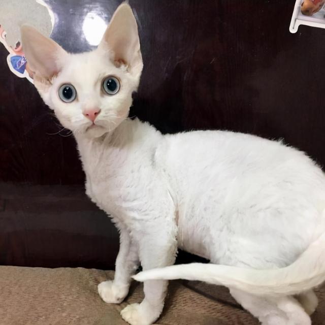 什么品种的猫不掉毛，什么品种的狗狗不掉毛（不掉毛的猫：德文卷毛猫）