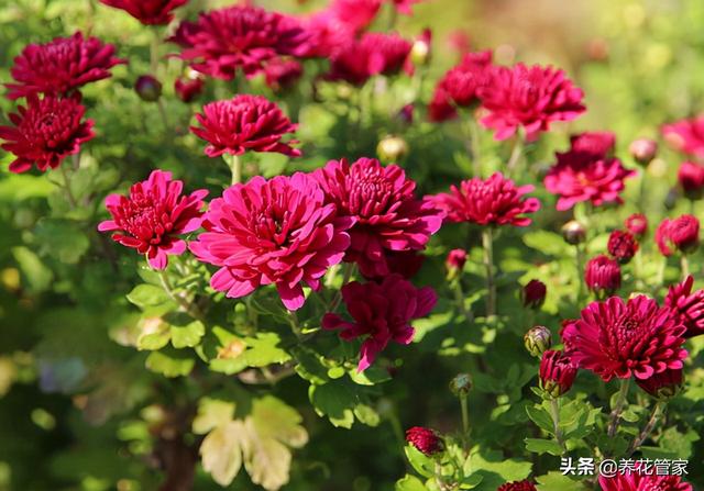 花瓣的瓣怎么写，花瓣的瓣的拼音（菊花的五类花瓣和30个基本花型）