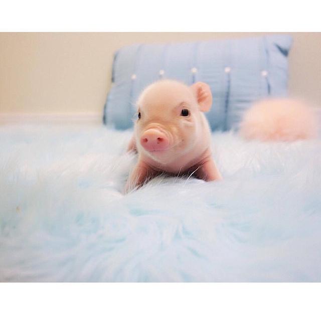 可爱猪猪头像微信，可爱猪猪头像（见过那么多猪）