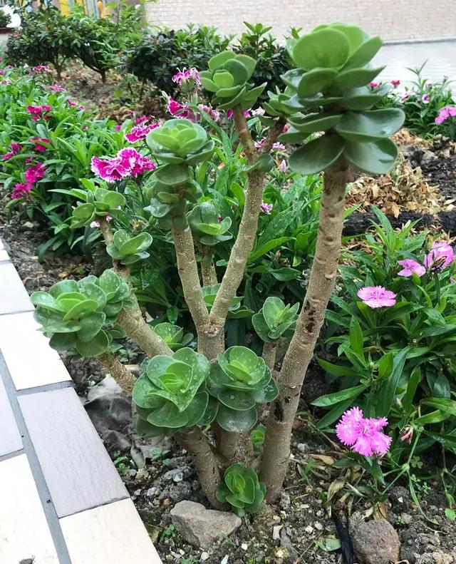 绿萝好养吗,绿萝怎样栽培(绿萝竟然排在倒数第1) 绿萝好养吗,绿萝怎样栽培(绿萝竟然排在倒数第1)