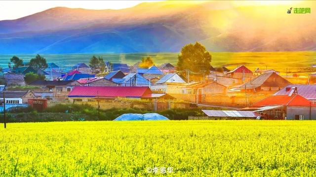 油菜花开的季节，适合家庭室内养的花与绿植（2019年全国油菜花开放时间表）