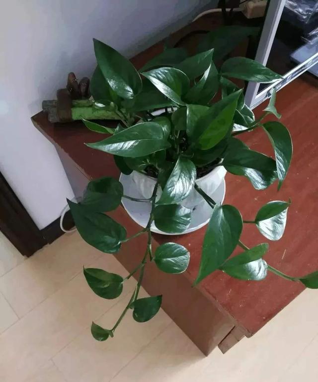 怎么样让绿萝长得茂盛，怎么样让绿萝长得茂盛呢（让绿萝常年油绿有“3招”）