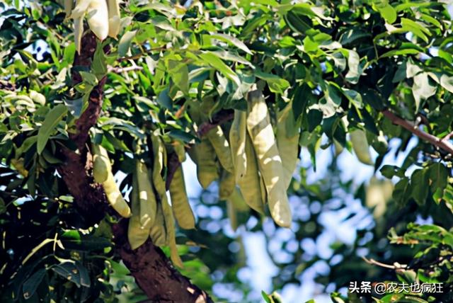 雪莲子的功效与作用，雪莲子的功效与作用及做法（长在十几米高大树上）