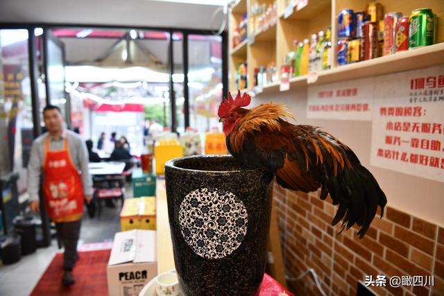 鸡的寓意和象征，鸡的象征意义（火锅店前台养活鸡当“招财鸡”）