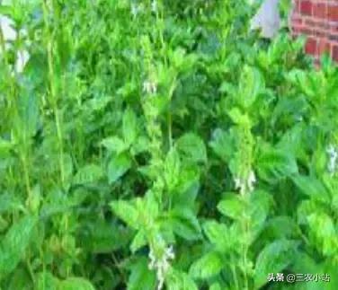 碱蓬菜的功效与作用，碱蓬的功效与作用（山野菜大全）