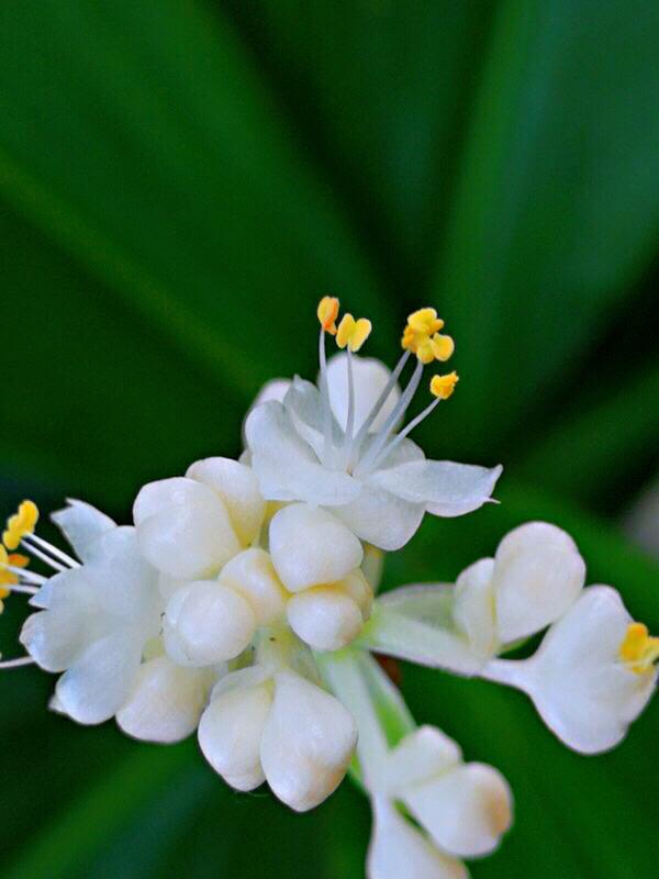 杜若花的花语，古诗杜若是什么花（杜若～花开如蝶）