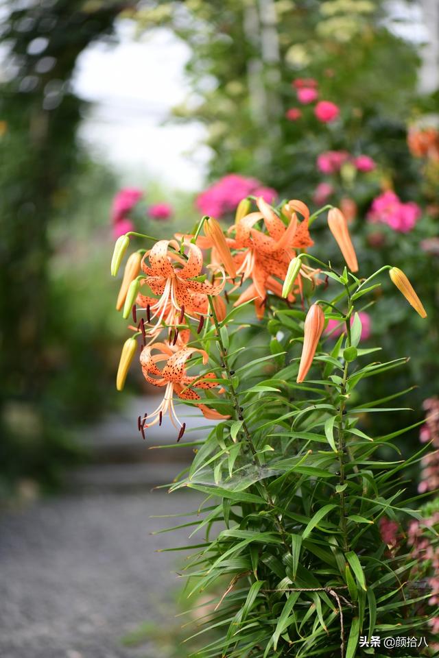 百合几月份开花，百合花什么时候开花（盛开在初夏的橙色花园）