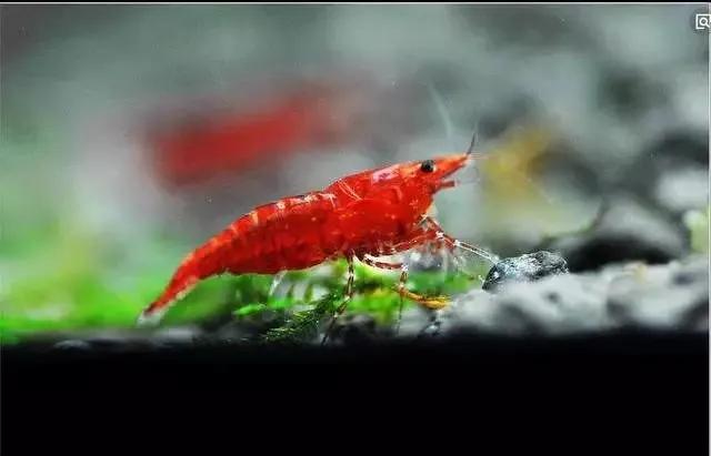 极火虾观赏虾怎么分公母，观赏虾极火虾怎么繁殖（极火虾：给冷冽的草缸一抹温暖）