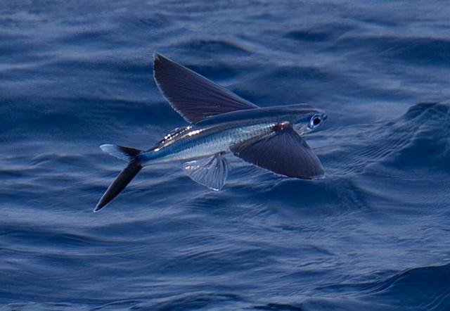 會飛的魚是什麼魚,世界上有什麼魚(飛魚能飛400多米遠)