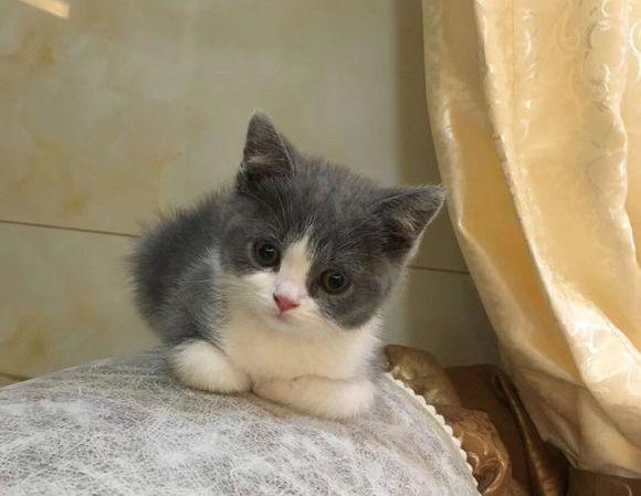 猫怕冷还是怕热，猫咪怕冷还是怕热的表现（如果您家猫有以下行为）