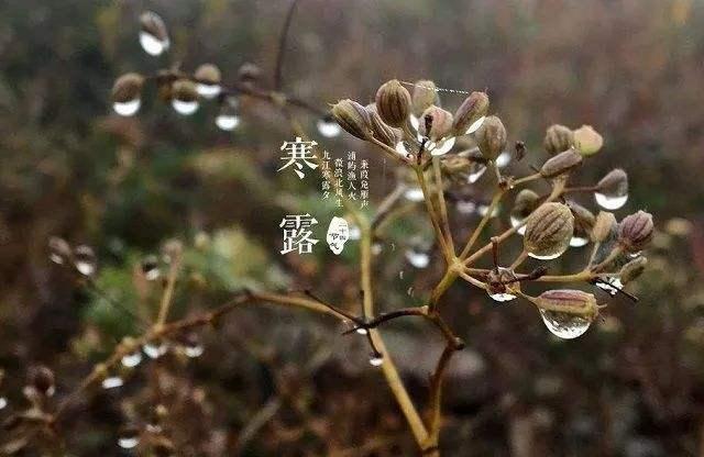 大雁南飞是什么季节，大雁南飞是什么季节?( ) A春秋 B春夏 C秋冬 D冬春（带你走进诗词里的节气）