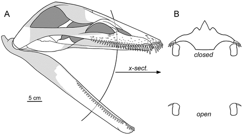 蛇颈龙的本领是什么，蛇颈龙的本领是什么意思（白垩纪的蛇颈龙像鲸鱼一样张开大嘴过滤食物）