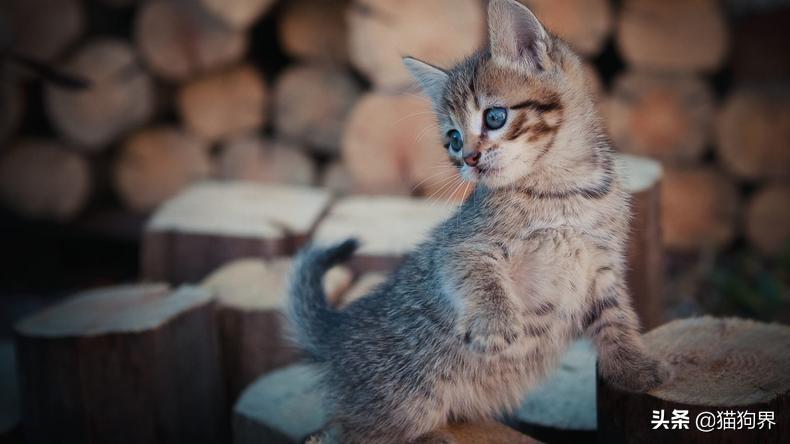 小猫出生几天睁眼，猫生一只穷二只富三只（新生幼猫养护知识点）
