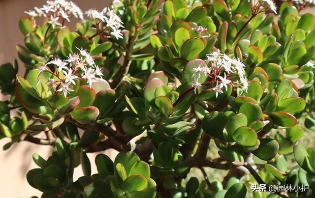 八宝树养殖方法及养护技巧，八宝树养殖方法及养护技巧（有一种树叫“厚脸皮”）