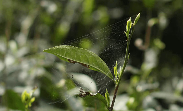 绿茶对胃有影响吗，喝绿茶对胃有伤害吗（绿茶健康问题众说纷纭）