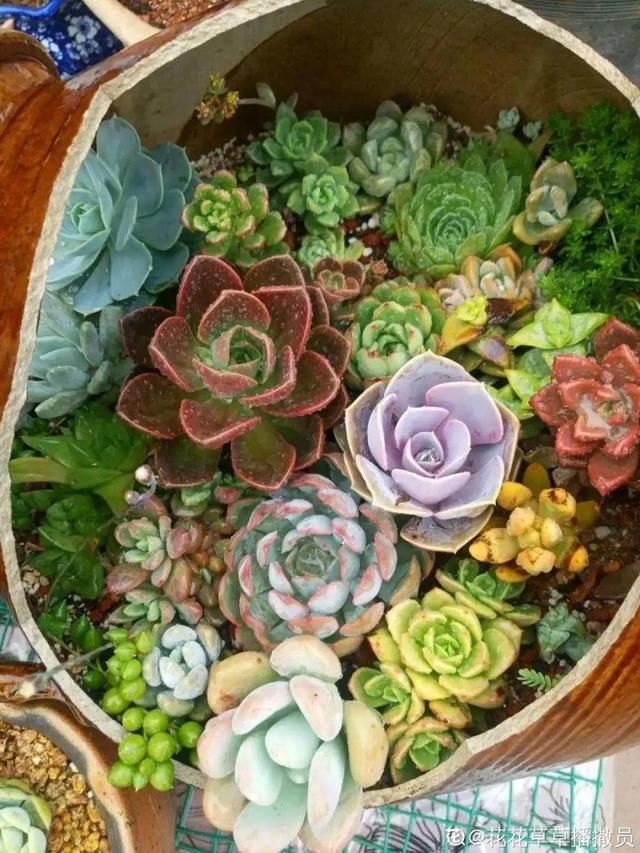 香草兰花怎么养，香兰草怎么种植（屋里养盆“香水花”）