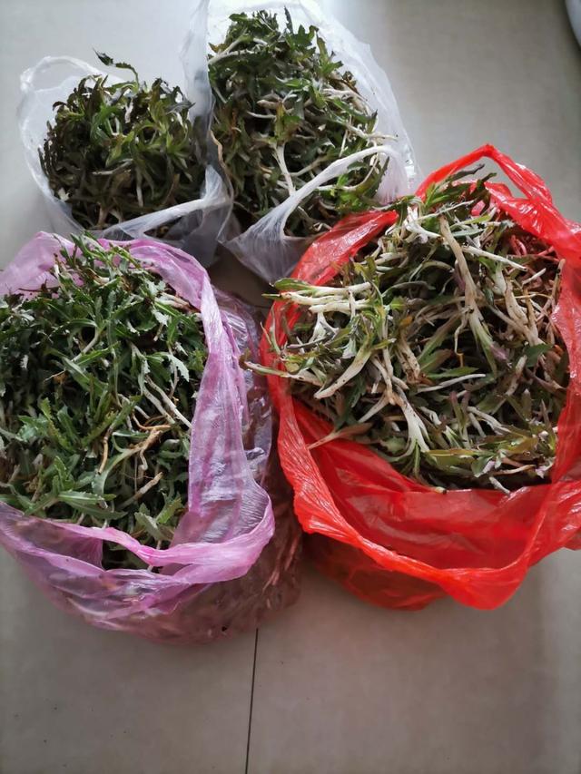 苣荬菜怎么读，苣荬菜，又名：甜苣，苦菜
