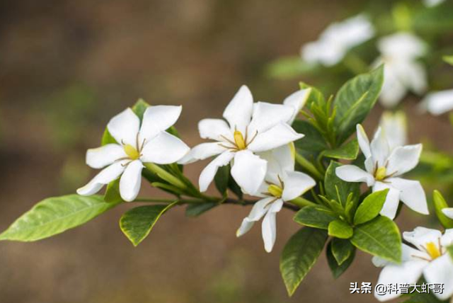 熏衣草的花语是什么，薰衣草的花语和寓意（终于收集齐全了传说中的花语全套）