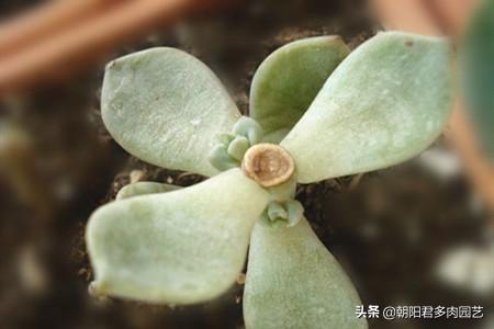 多肉扦插方法图解，多肉扦插方法图解视频（多肉扦插繁殖）