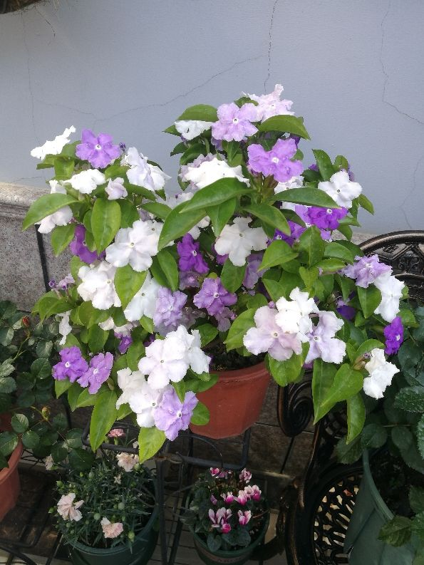 茉莉花是什么颜色，山茶花是什么颜色（1种“茉莉花”）