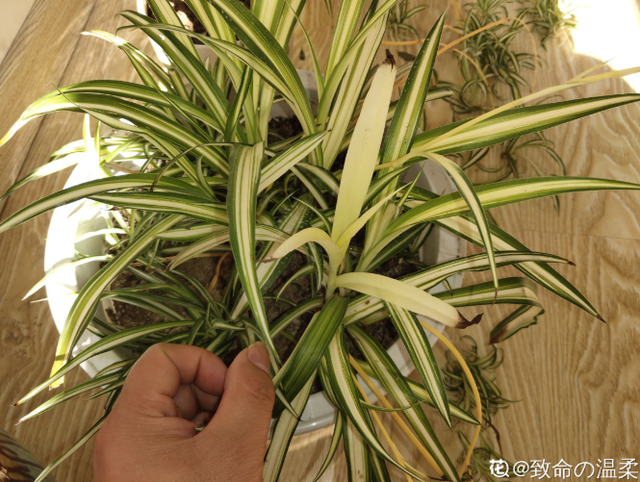 吊兰品种，10种常见“吊兰”（吊兰品种有哪些）