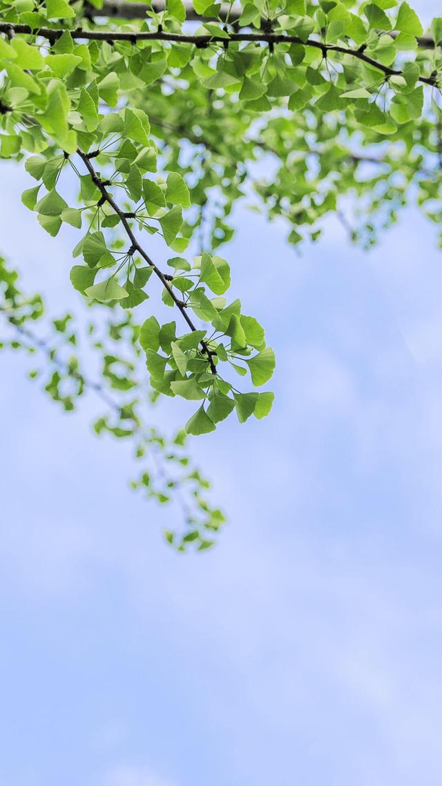 优质唯美壁纸，唯美好看壁纸（20张精选唯美壁纸图片）