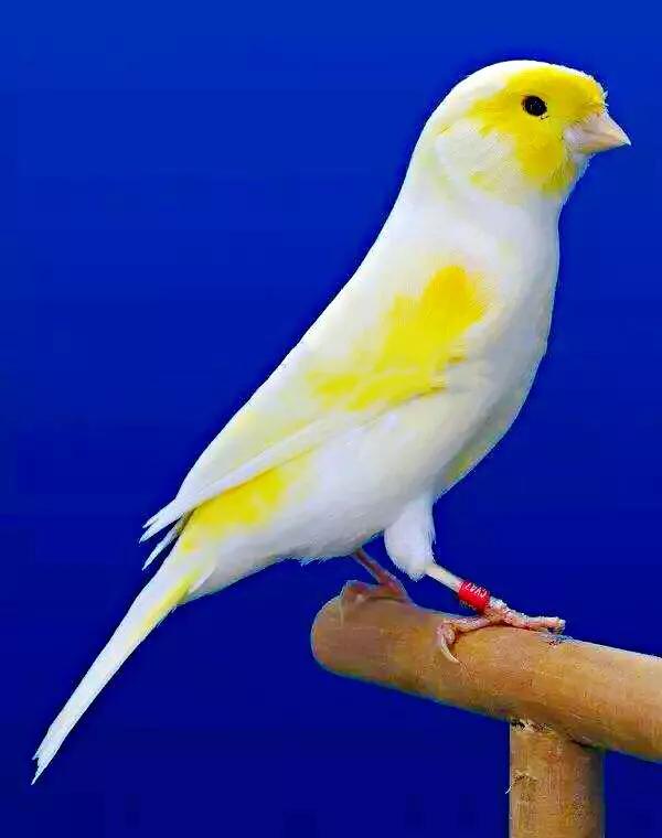 玉鸟吃什么饲料好，玉鸟吃什么饲料好（白玉鸟的饲养方法）