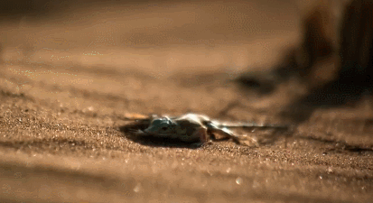 中国十大毒蛇 圆斑蝰蛇，中国十大毒蛇（农村的“土呆子”却是“伤人之王”）