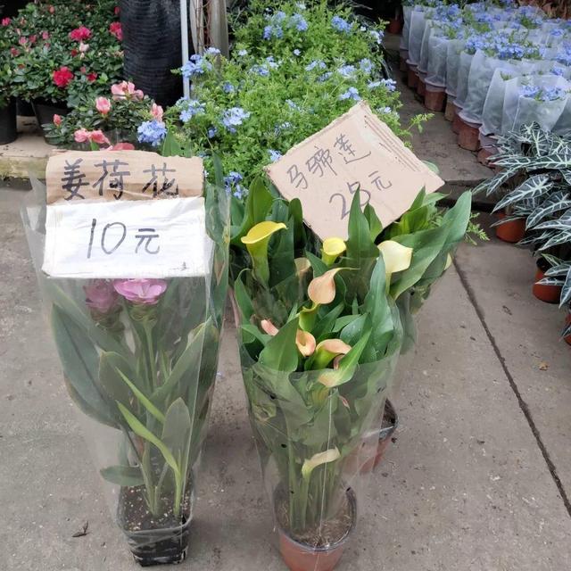 荷花最好看的品种是什么，这花最好看、最好养