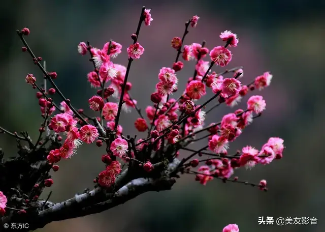 咏梅最著名十首诗，经典咏梅古诗词30首