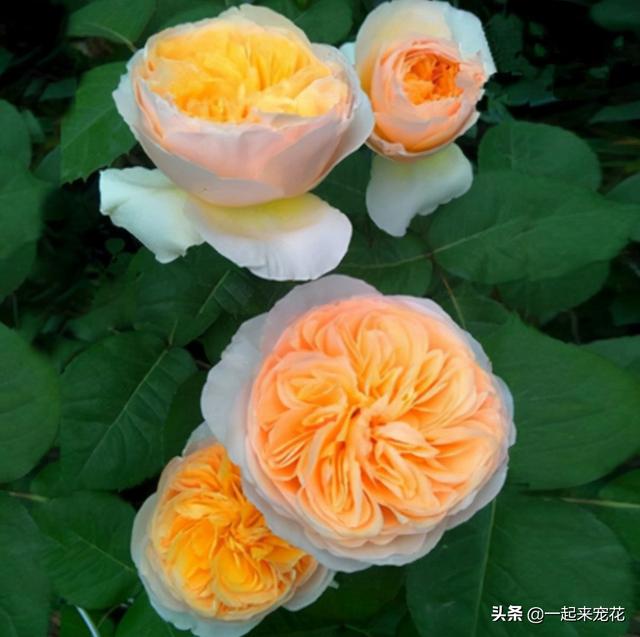 月季花有几种颜色，月季花是什么颜色（盘点10款经典的月季花）