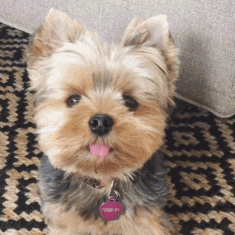 呆萌狗狗，呆萌狗狗道具（呆萌+有趣+憨厚图片）