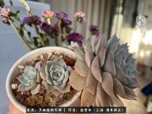 多肉植物图片，感恩相遇，余生相互关照（若绿多肉植物图片）