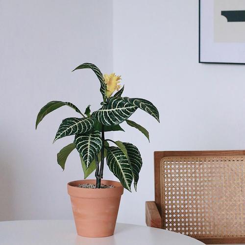 斑马花的修剪方法，学几个小技巧