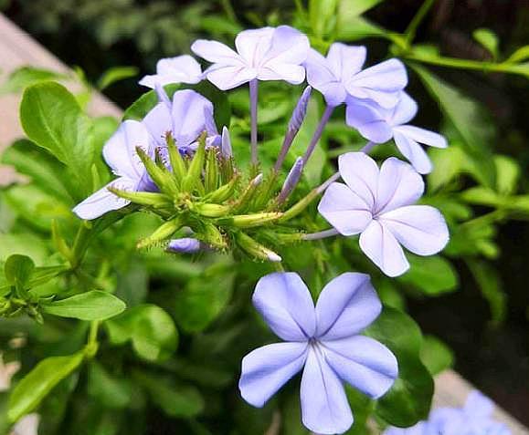 夏天的小飞虫啊怎么能消除它，怎样消灭夏天的小飞虫（“小黑飞”爆发）