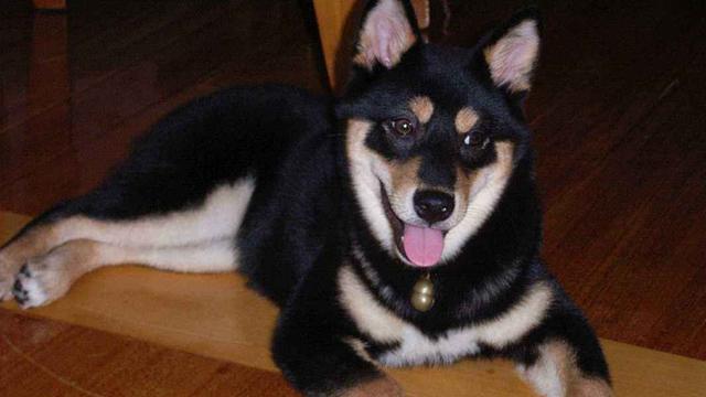 日本柴犬的特点，日本柴犬品种推荐（独立干净爱掉毛）