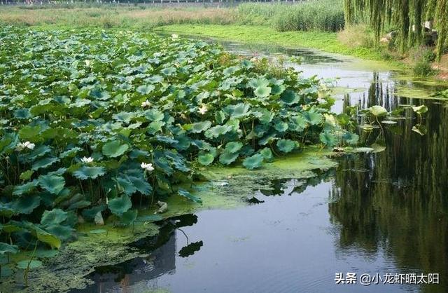 望月鳝和黄鳝的区别图片，黄鳝和望月鳝如何鉴别（只不过是缺氧了冒个头而已）