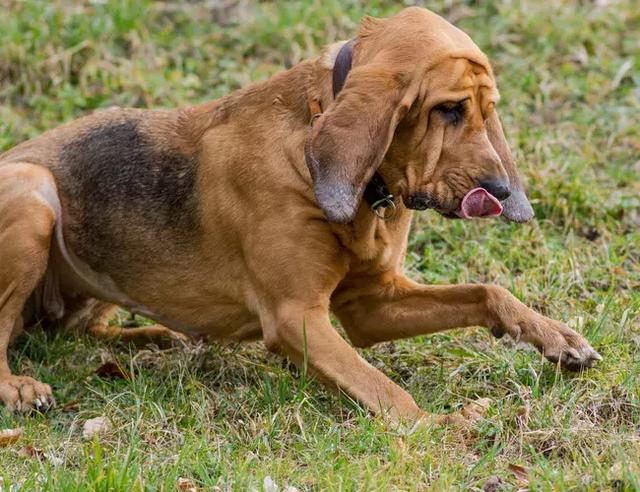 猎犬中最好的品种，国外十种顶级猎犬