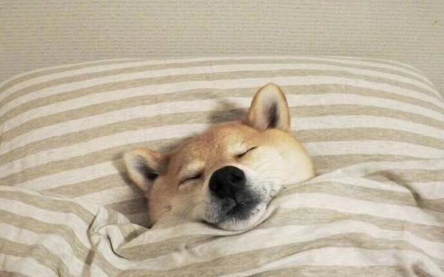 柴犬图片大全可爱，可爱柴犬图（分享一组可爱的柴犬狗狗微信头像）