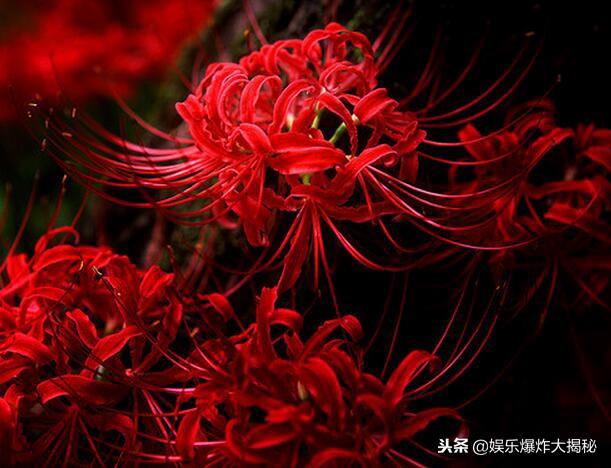 曼珠沙华的英文名，彼岸花的英文（曼珠沙华为何叫彼岸花）