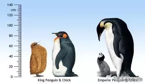 企鹅都有哪几种分别生活在哪里呢，企鹅都有哪些（详解世界上的18种企鹅<一>）