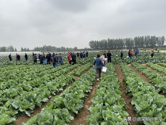 十字花科的植物有哪些，十字花科的常见植物（专家团队、种子经销商看中了哪些甘蓝、大白菜、青花菜品种）