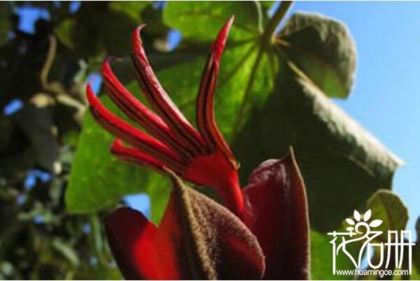 世界各种花的花语大全，世界上7种最妖孽的花花语