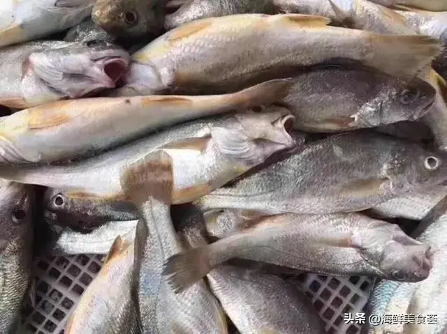 多春鱼是河鱼还是海鱼，多春鱼产地在中国哪里（暂时市面上几乎没有养殖的）