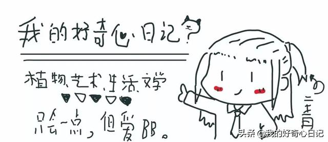 大腹木棉果实能吃吗，异木棉果能吃吗（一树开花，这是属于南方的浪漫）